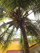 palmtree