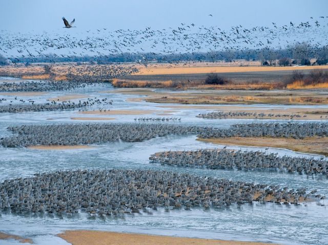 sandhill-crane-migration