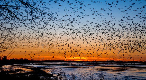 Sandhill Crane Migration