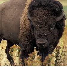 Bison